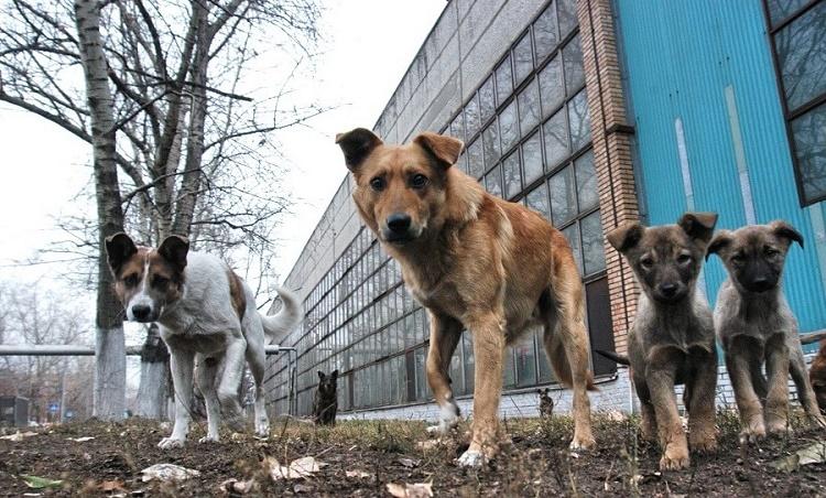 Отримав вирок суду чоловік, що застрелив безпритульного собаку на очах у дітей