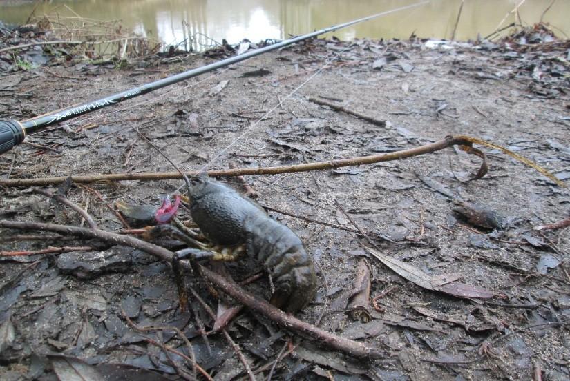 Відсьогодні заборонено вилов рака на Київському водосховищі