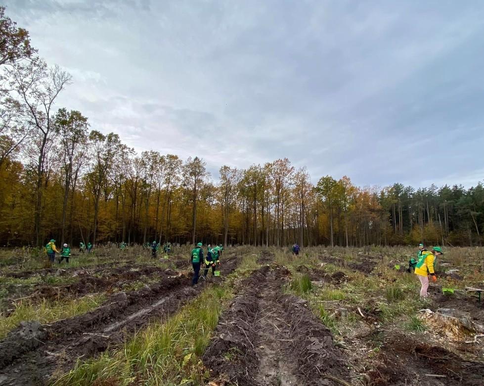 В Макарівському лісництві збудують дорогу за 30 млн гривень