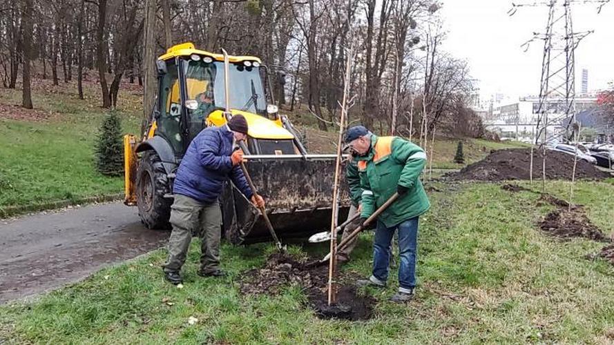 У Солом’янському ландшафтному парку розпочали висадку кленової алеї