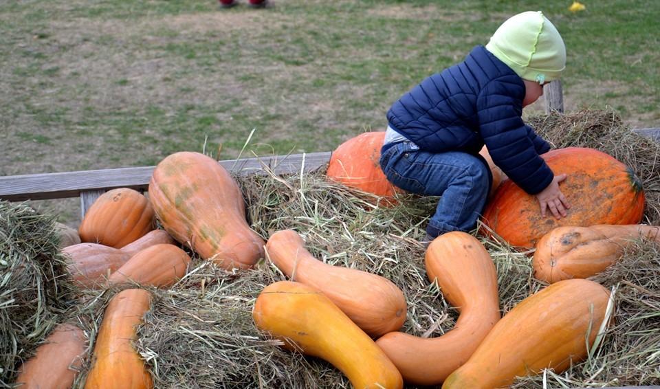 У Києві відбудеться традиційний “Гарбуз Fest” – що цікавого чекає на гостей