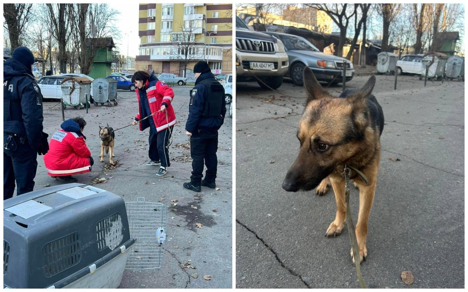 У Дарниці власник викинув вівчарку з вікна багатоповерхівки